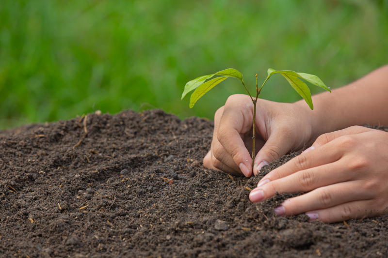 close up picture of hand holding planting the sapling of the pla